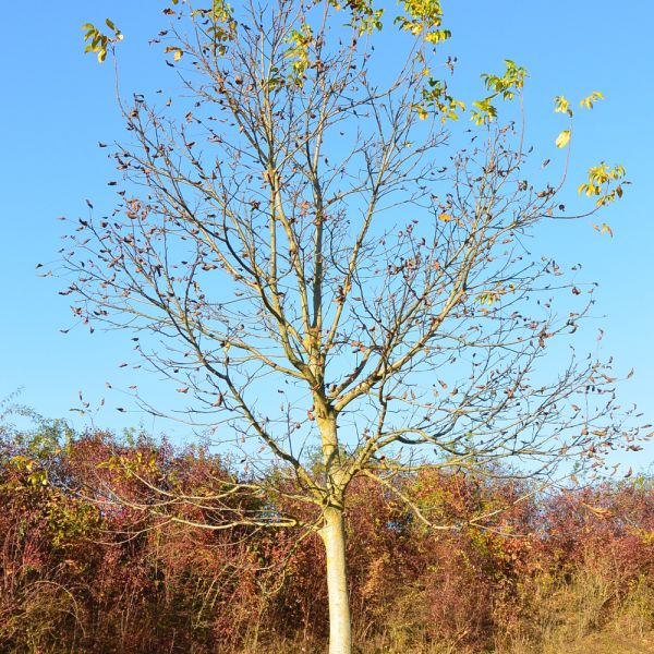 Nussbaum im Herbst, Schulhaus Hatzenbühl, Nürensdorf (Foto: Doris Kohler-Weiss)