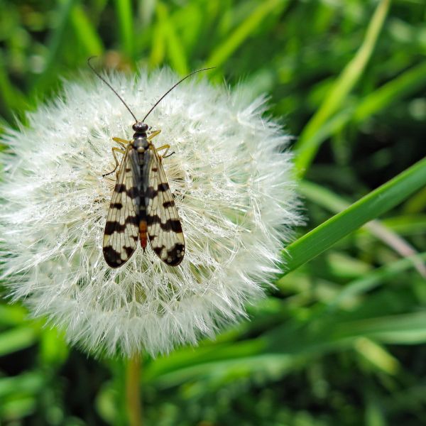Skorpionfliege auf Löwenzahn, Familiengärten Nürensdorf (Foto: Béatrice Hitz)