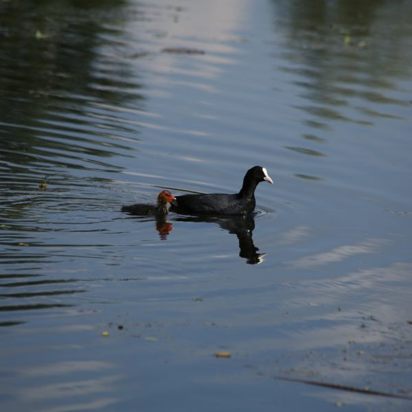 Taucherli (Mutter und Kind) im Eigentalweiher (Foto: Béatrice Hitz)